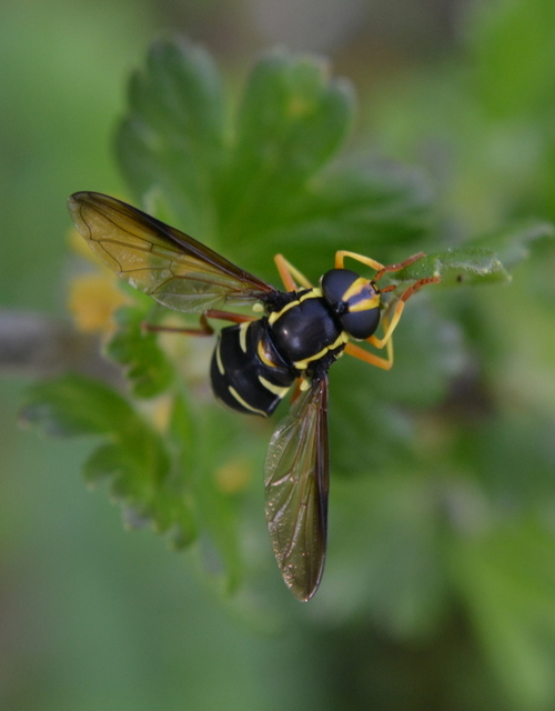 Xanthogramma citrofasciatum - korai oldalsávoslégy