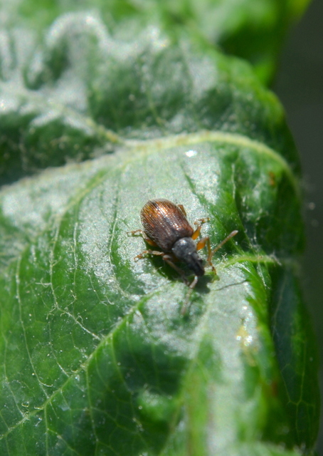 Phyllobius oblongus - közönséges levélormányos