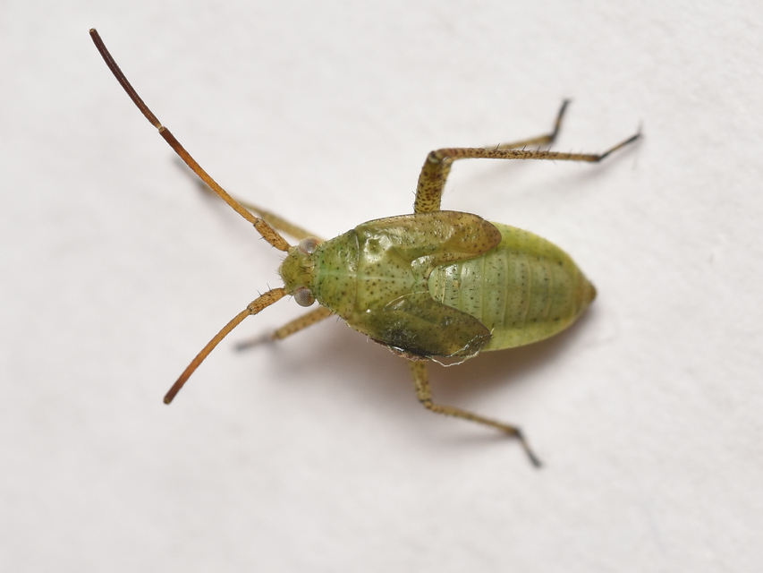 Adelphocoris lineolatus - lucernapoloska