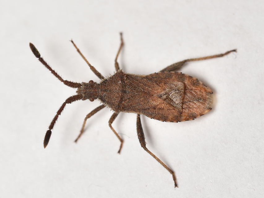 Coriomeris