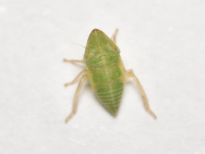 Aphrodes