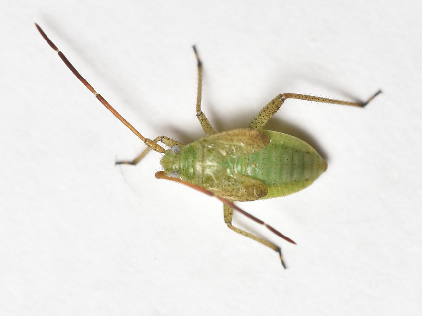 Adelphocoris lineolatus - lucernapoloska