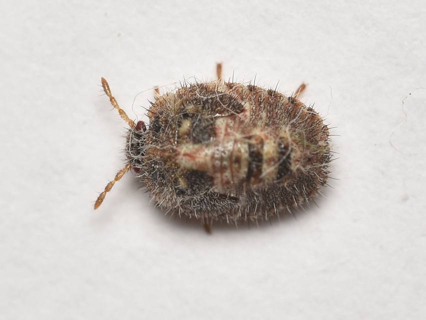 Dolycoris baccarum - közönséges bogyómászó-poloska Dolycoris baccarum - közönséges bogyómászó-poloska