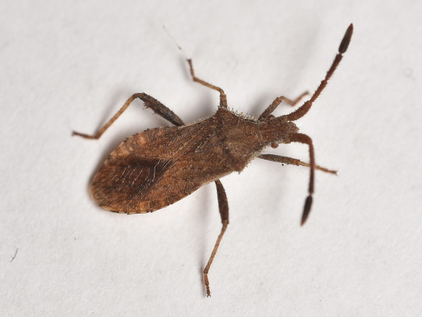 Coriomeris