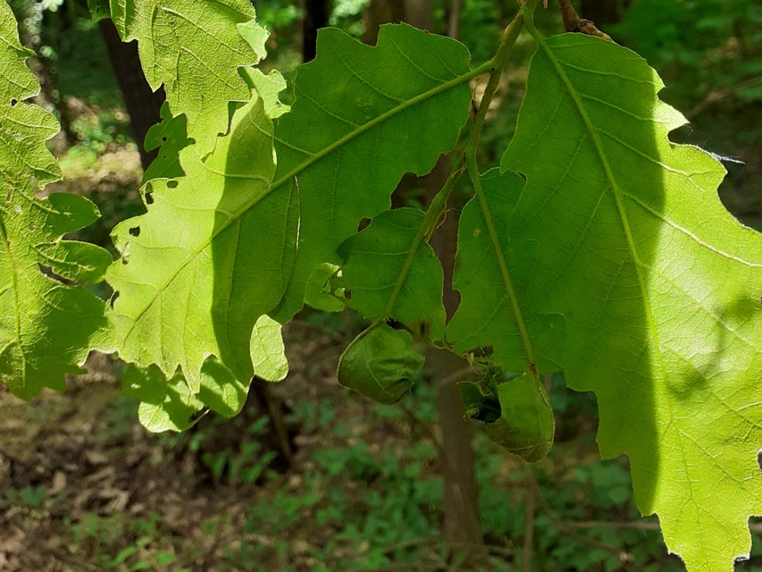 Attelabus nitens - tölgy-levélsodró