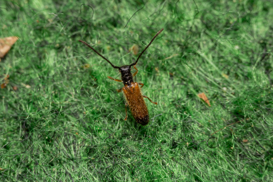 Tetrops praeustus - közönséges négyszeműcincér