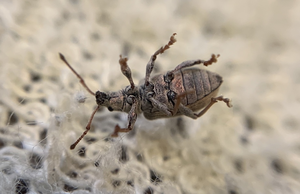 Phyllobius maculicornis - galagonya-levélormányos