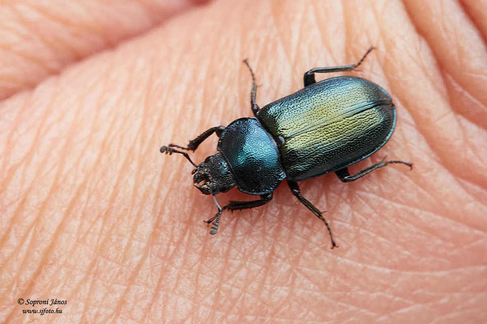 Platycerus caraboides - kis fémesszarvasbogár