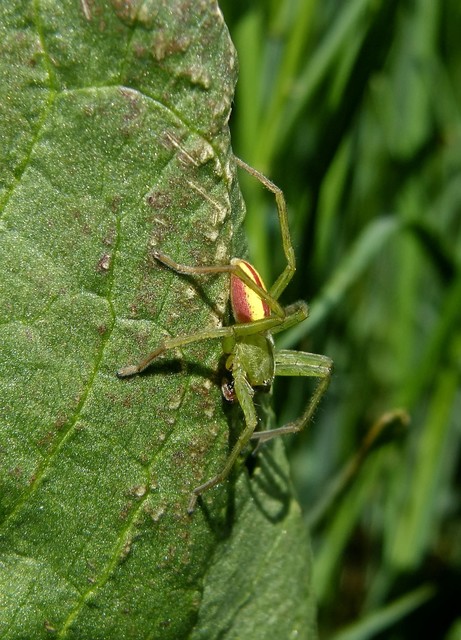 Micrommata virescens - hunyópók