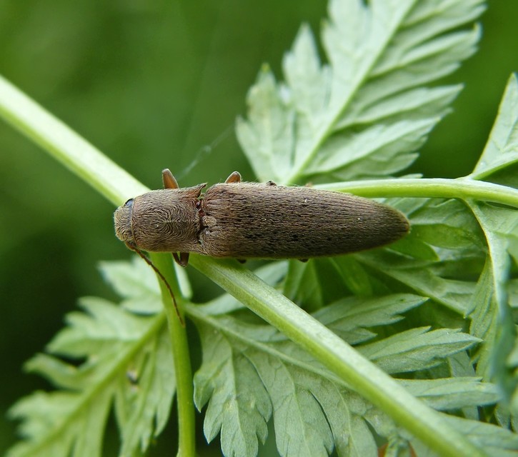 Synaptus filiformis - talpas pattanó