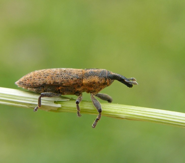 Lixus