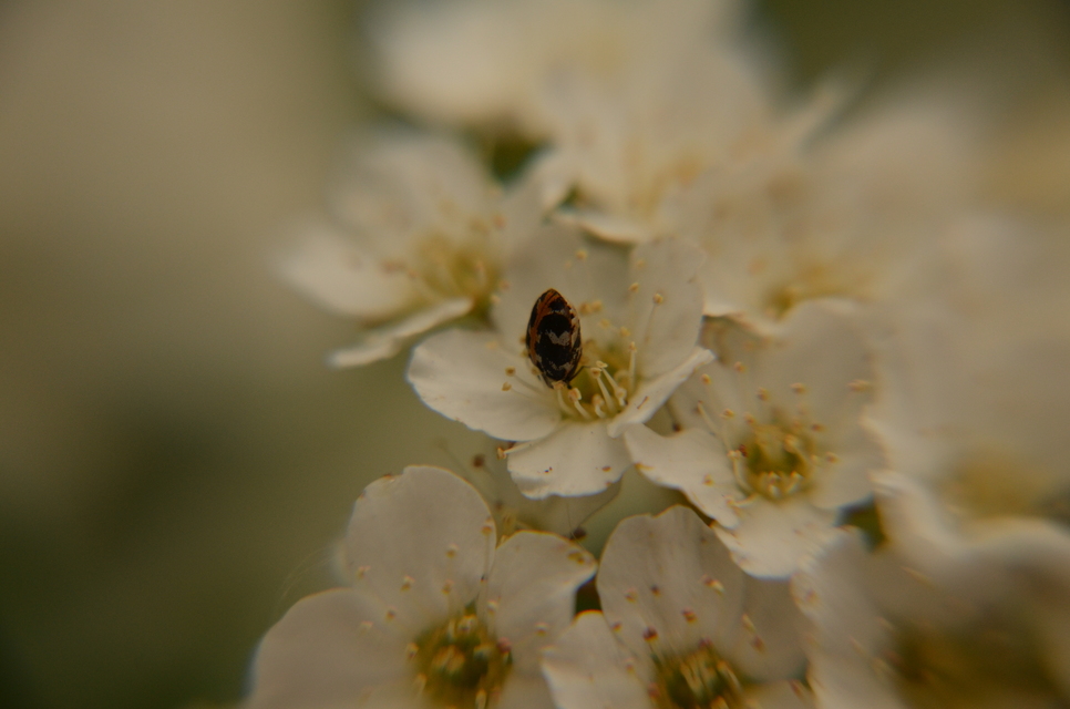 Anthrenus scrophulariae scrophulariae - északi nagy múzeumbogár