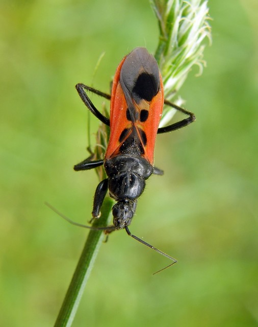 Peirates hybridus - foltos rablópoloska