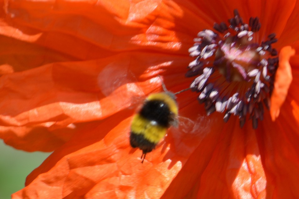 Bombus haematurus - mediterrán poszméh