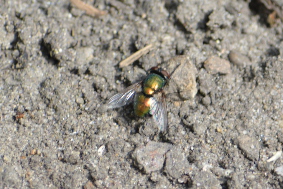 Lucilia
