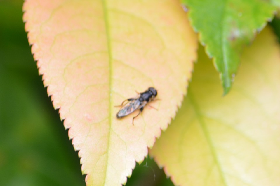 Syritta pipiens - zizegő comboslégy