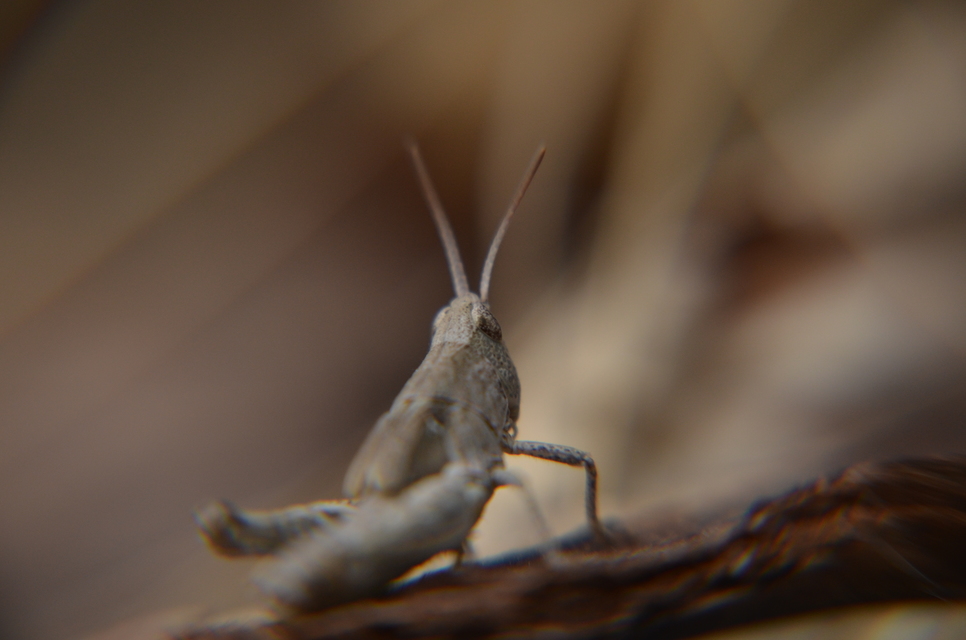 Chorthippus (Glyptobothrus) (subgenus)