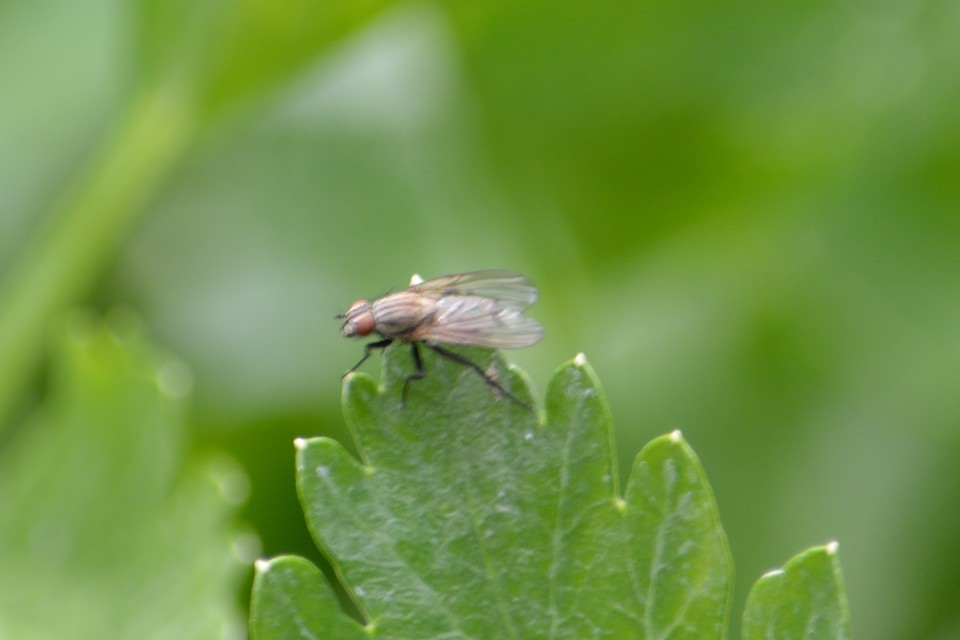 Anthomyia