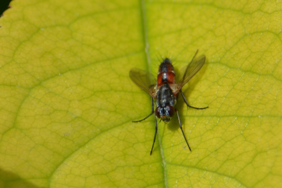 Mintho rufiventris