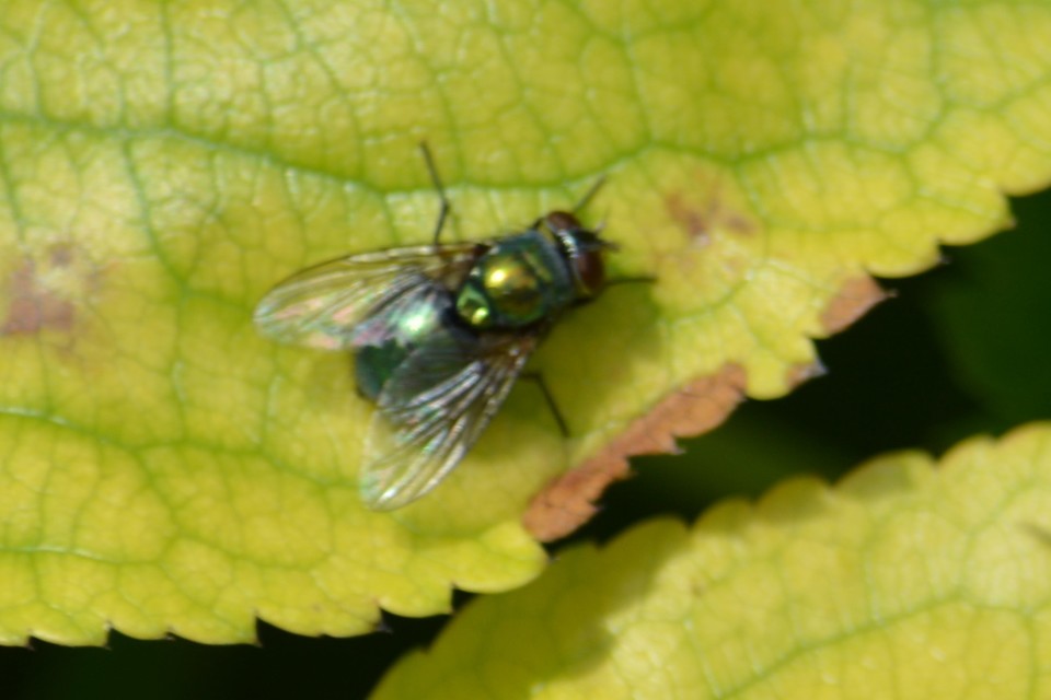 Lucilia