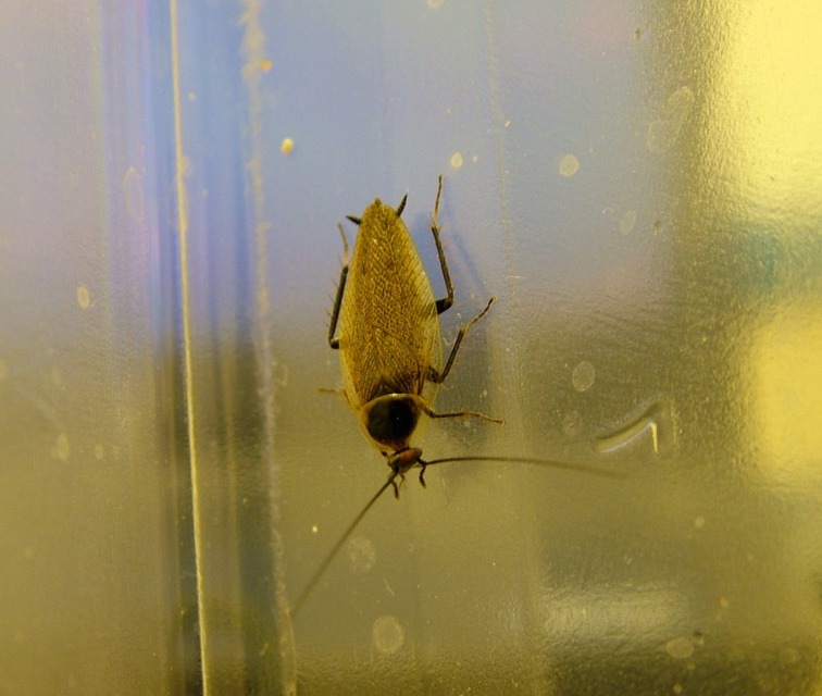 Ectobius erythronotus - sárgatorú erdeicsótány