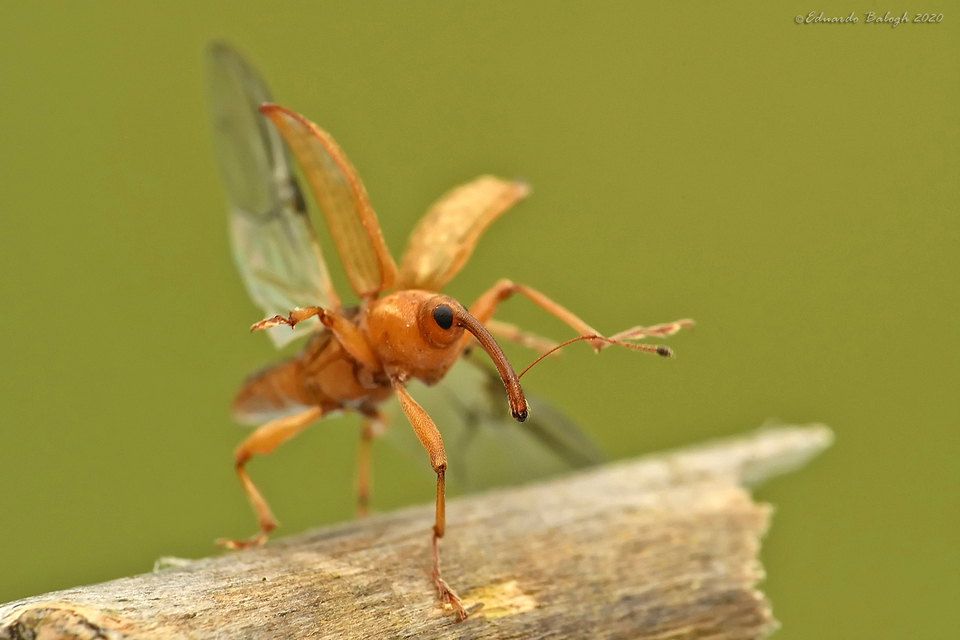 Dorytomus filirostris - egyenesorrú hangormányos