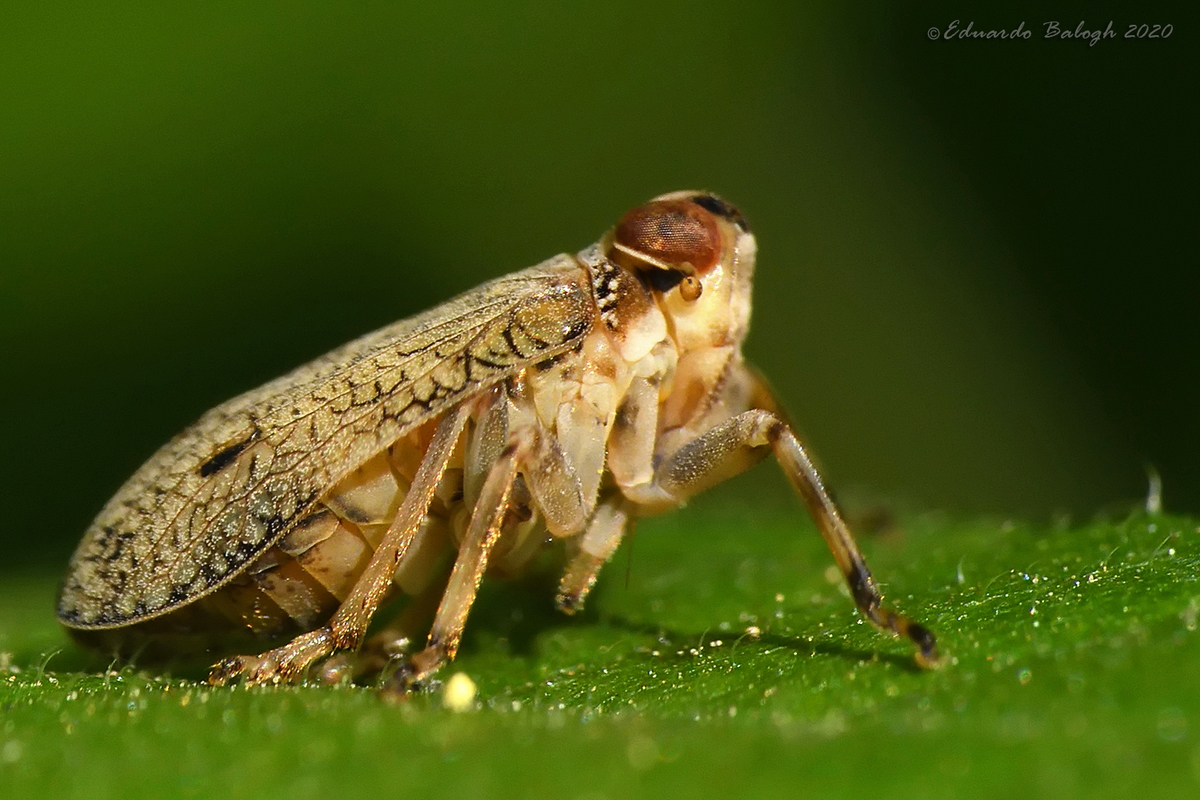 Issus coleoptratus