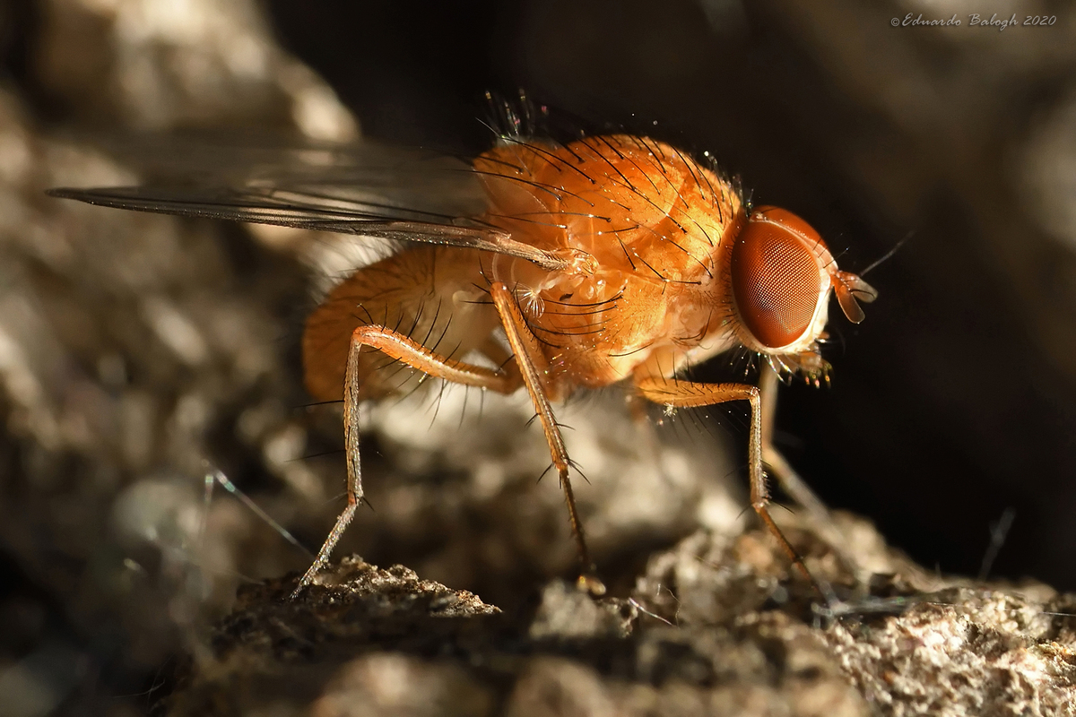 Phaonia pallida