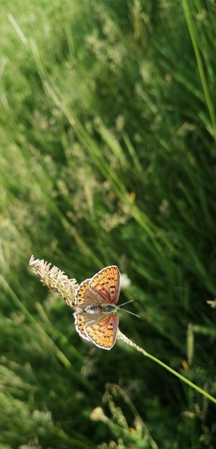 Lycaena thersamon - kis tűzlepke