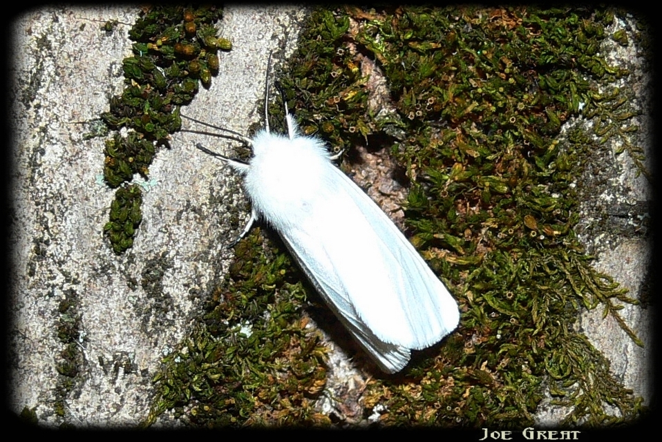 Hyphantria cunea - amerikai fehér medvelepke