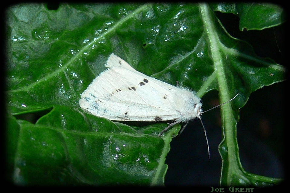 Spilarctia lutea - sárgás medvelepke