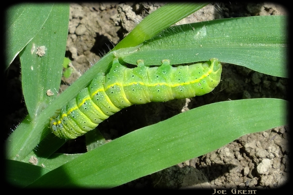 Lacanobia oleracea - saláta-kertibagoly