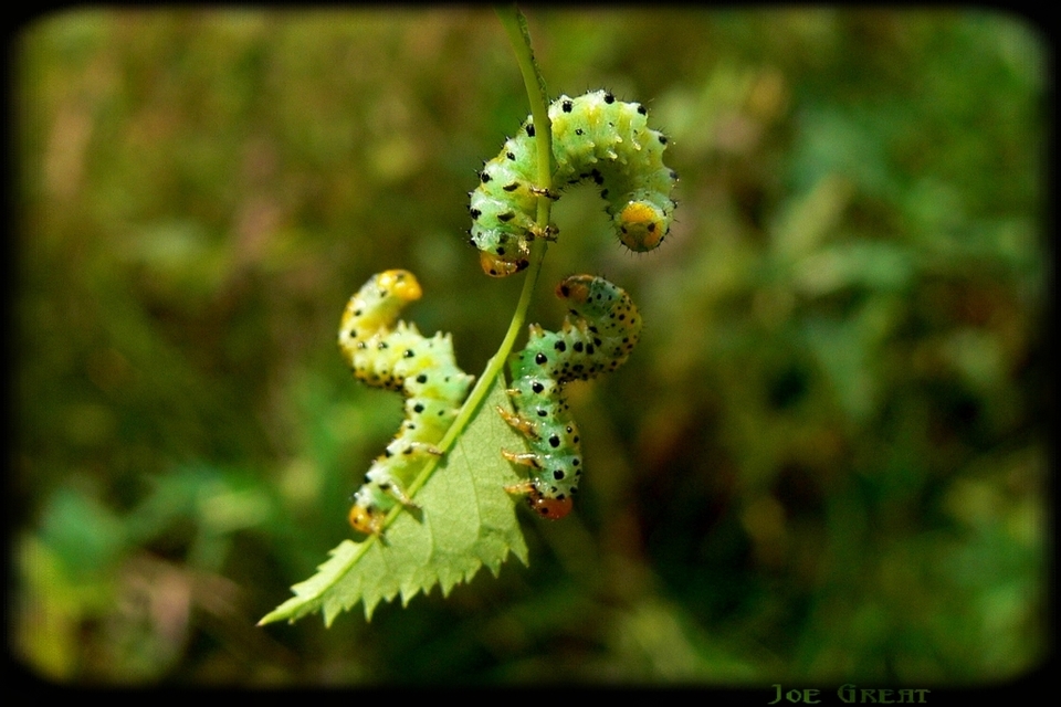Hymenoptera - Hártyásszárnyúak
