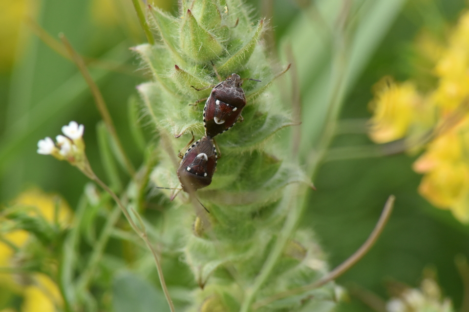 Stagonomus amoenus Stagonomus amoenus