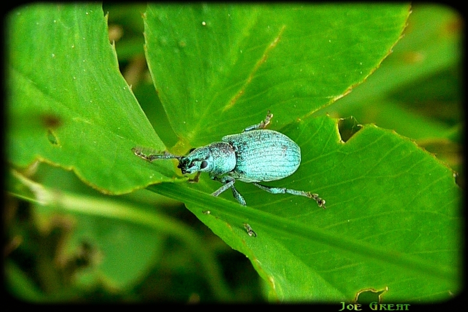 Phyllobius thalassinus - tömpeorrú levélormányos