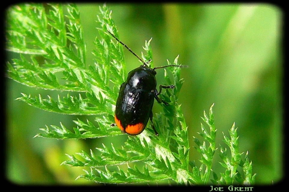 Cryptocephalus biguttatus