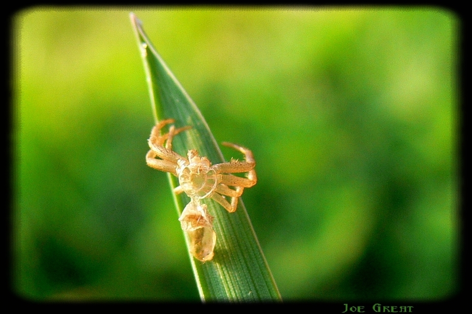 Thomisidae - karolópókok