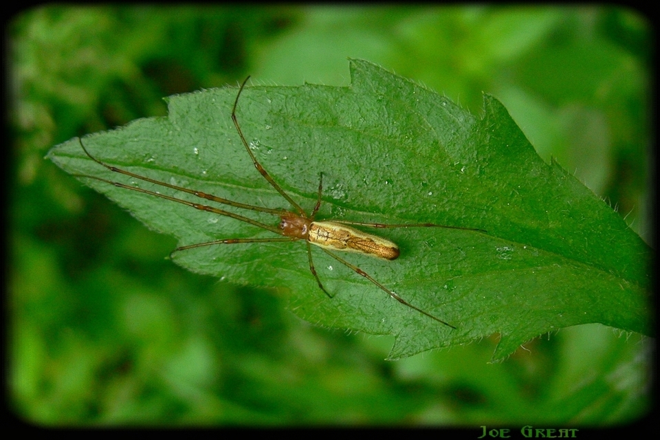 Tetragnatha