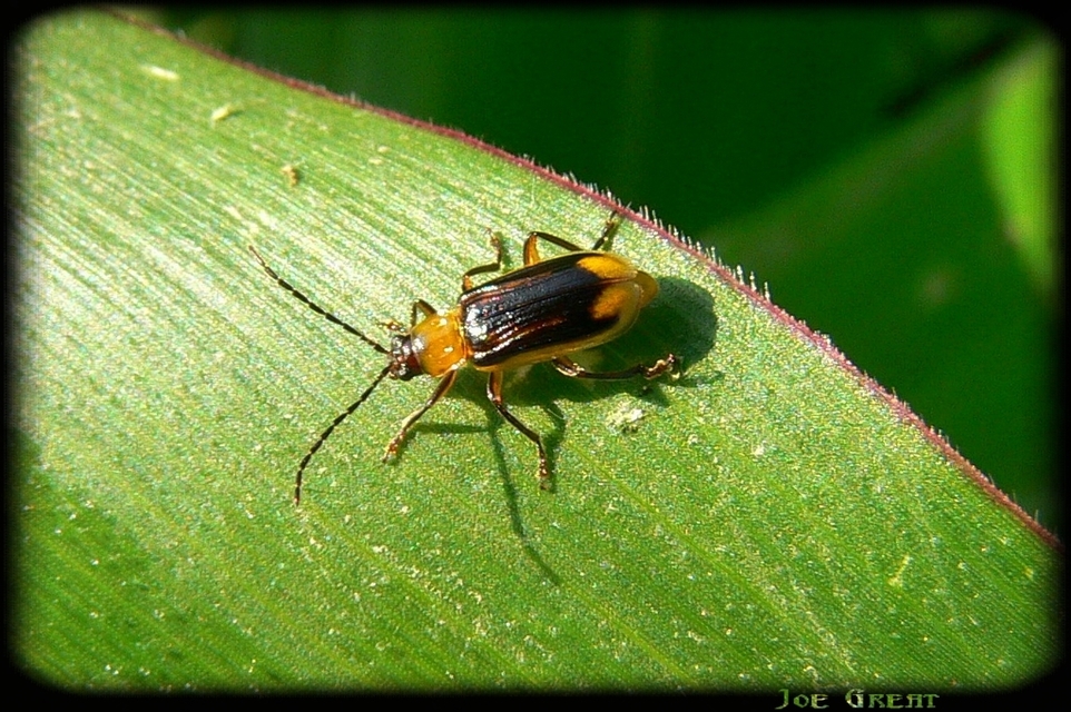 Diabrotica virgifera - amerikai kukoricabogár