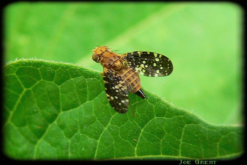 Tephritidae - fúrólégyfélék