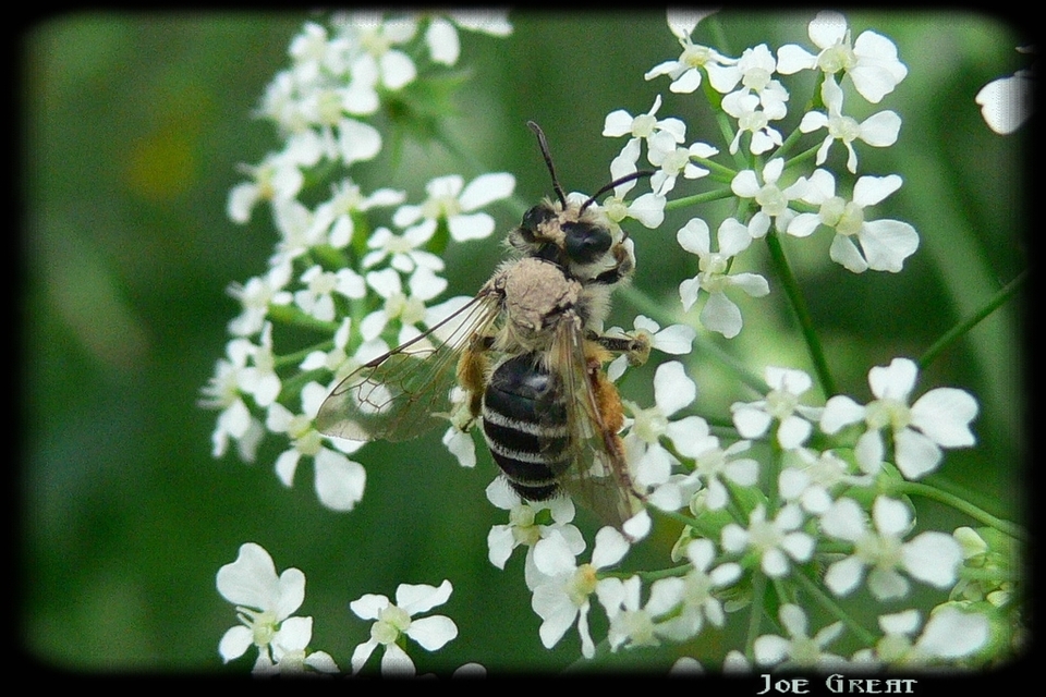 Hymenoptera - Hártyásszárnyúak
