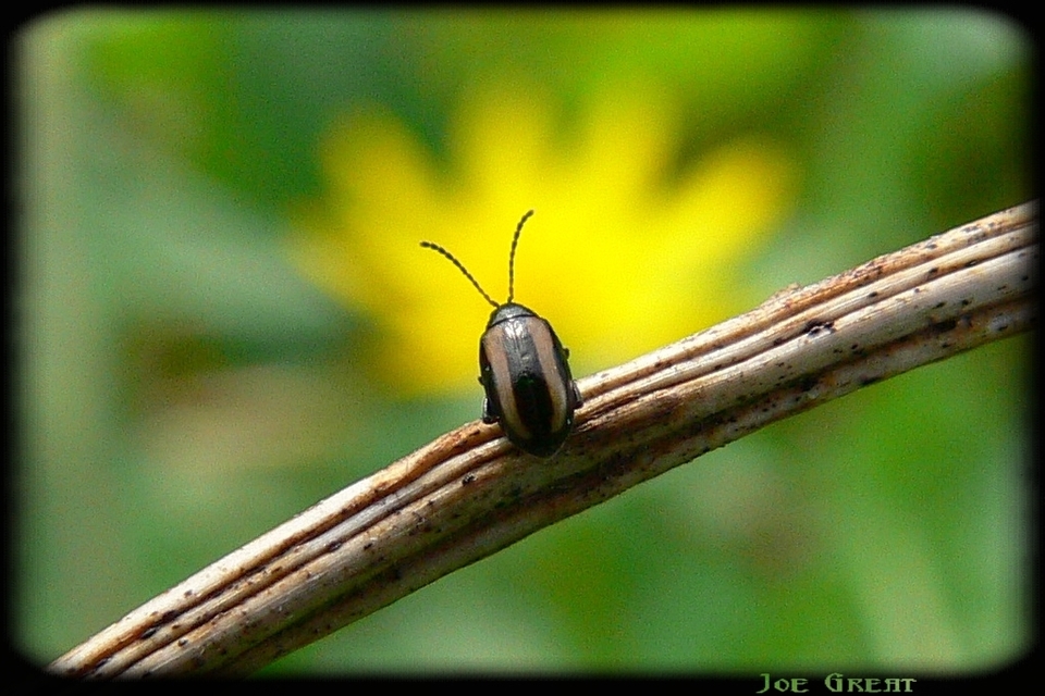 Phyllotreta