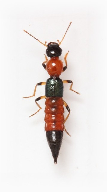 Paederus littoralis - réti partiholyva