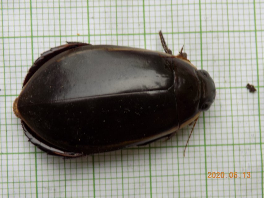 Cybister lateralimarginalis - nagy búvárbogár