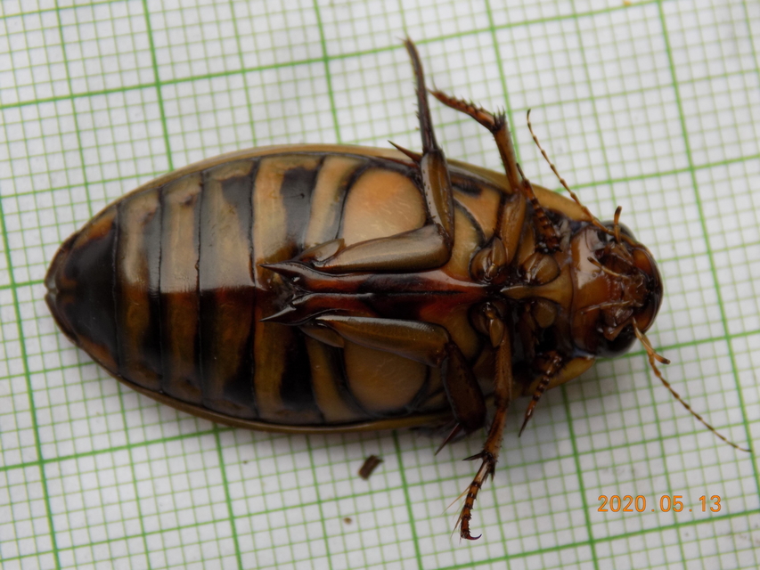 Dytiscus circumflexus - foltoshasú csíkbogár
