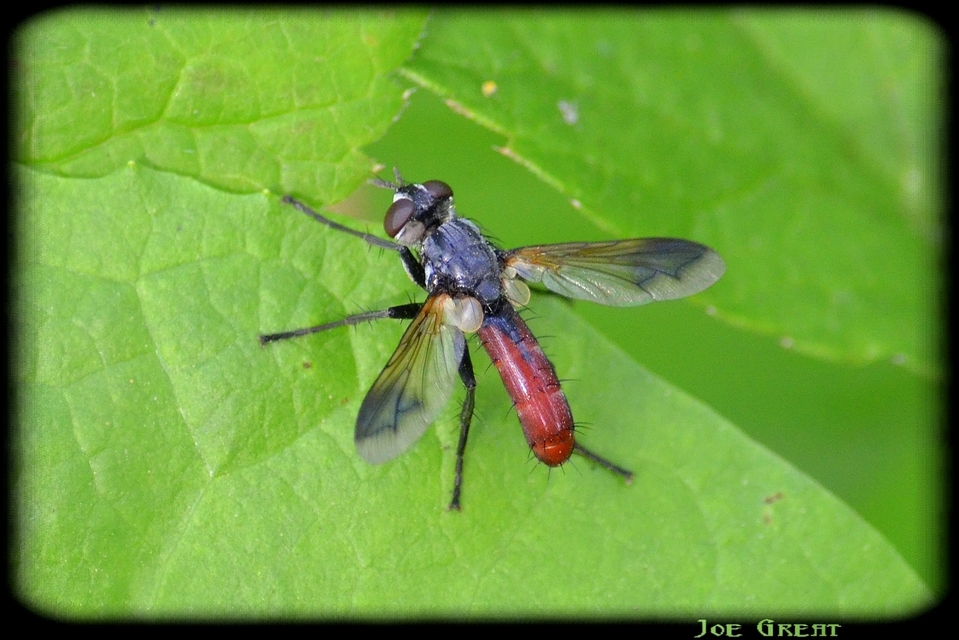 Cylindromyia bicolor
