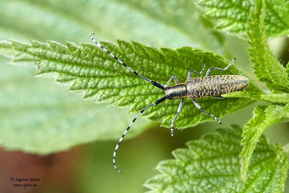 Agapanthia villosoviridescens - fehérgyűrűs bogáncscincér