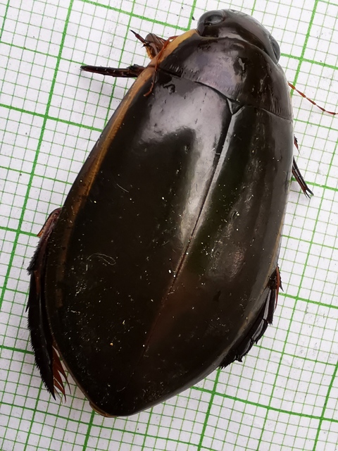 Cybister lateralimarginalis - nagy búvárbogár