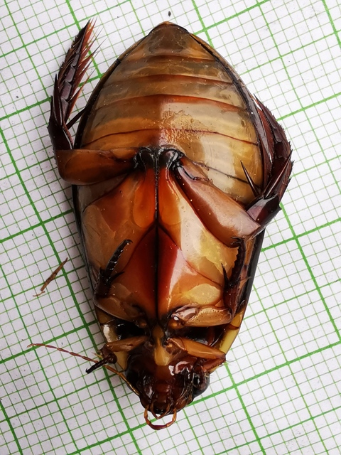 Cybister lateralimarginalis - nagy búvárbogár