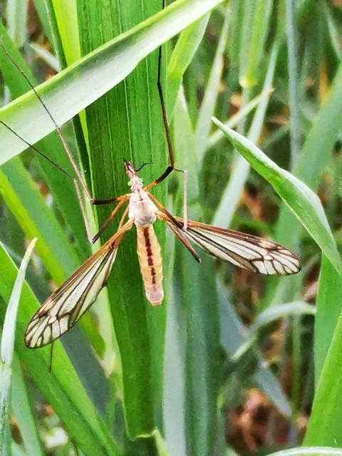 Tipula vernalis
